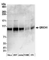 QRICH1 Antibody - Detection of human and mouse QRICH1 by western blot. Samples: Whole cell lysate (50 µg) from HeLa, HEK293T, Jurkat, mouse TCMK-1, and mouse NIH 3T3 cells prepared using NETN lysis buffer. Antibody: Affinity purified rabbit anti-QRICH1 antibody used for WB at 0.04 µg/ml. Detection: Chemiluminescence with an exposure time of 3 minutes.