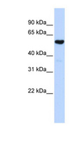 QRSL1 / GatA Antibody - QRSL1 antibody Western blot of Fetal Brain lysate. This image was taken for the unconjugated form of this product. Other forms have not been tested.