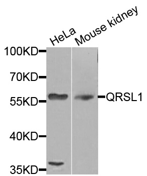 QRSL1 / GatA Antibody - Western blot analysis of extracts of various cells.