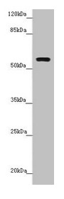 QRSL1 / GatA Antibody - Western blot All lanes: QRSL1 antibody at 2.05µg/ml + MCF-7 whole cell lysate Secondary Goat polyclonal to rabbit IgG at 1/10000 dilution Predicted band size: 58, 33 kDa Observed band size: 58 kDa