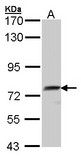 QSOX1 / QSCN6 Antibody - Sample (30 ug of whole cell lysate). A:293T. 7.5% SDS PAGE. QSCN6 antibody diluted at 1:1000.