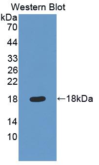 QSOX1 / QSCN6 Antibody - Western Blot; Sample: Recombinant protein.