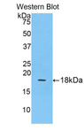 QSOX1 / QSCN6 Antibody - Western blot of recombinant QSOX1 / QSCN6.  This image was taken for the unconjugated form of this product. Other forms have not been tested.