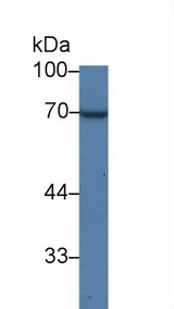 QSOX1 / QSCN6 Antibody - Western Blot; Sample: Human Lung lysate; Primary Ab: 1µg/ml Rabbit Anti-Human QSOX1 Antibody Second Ab: 0.2µg/mL HRP-Linked Caprine Anti-Rabbit IgG Polyclonal Antibody