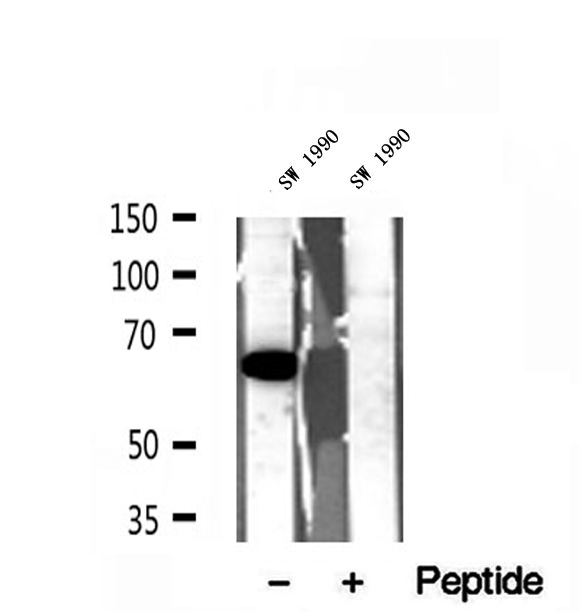 QSOX1 / QSCN6 Antibody - Western blot analysis of extracts of SW 1990 cells using QSOX1 antibody.