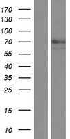 QSOX1 / QSCN6 Protein - Western validation with an anti-DDK antibody * L: Control HEK293 lysate R: Over-expression lysate