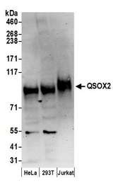 QSOX2 Antibody - Detection of human QSOX2 by western blot. Samples: Whole cell lysate (50 µg) from HeLa, HEK293T, and Jurkat cells prepared using RIPA lysis buffer. Antibodies: Affinity purified rabbit anti-QSOX2 antibody used for WB at 1 µg/ml. Detection: Chemiluminescence with an exposure time of 3 minutes.