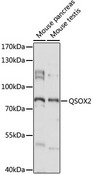 QSOX2 Antibody - Western blot analysis of extracts of various cell lines, using QSOX2 antibody at 1:1000 dilution. The secondary antibody used was an HRP Goat Anti-Rabbit IgG (H+L) at 1:10000 dilution. Lysates were loaded 25ug per lane and 3% nonfat dry milk in TBST was used for blocking. An ECL Kit was used for detection and the exposure time was 10s.