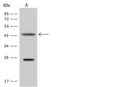 QTRT1 Antibody - Anti-QTRT1 rabbit polyclonal antibody at 1:500 dilution. Lane A: U-251 MG Whole Cell Lysate. Lysates/proteins at 30 ug per lane. Secondary: Goat Anti-Rabbit IgG (H+L)/HRP at 1/10000 dilution. Developed using the ECL technique. Performed under reducing conditions. Predicted band size: 44 kDa. Observed band size: 44 kDa.
