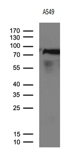 R1 / RRM1 Antibody - Western blot analysis of extracts. (35ug) from A549 cell line by using anti-RRM1 monoclonal antibody. (1:500)