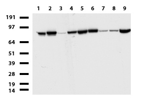 R1 / RRM1 Antibody - Western blot of cell lysates. (35ug) from 9 different cell lines. (1: HepG2, 2: HeLa, 3: SV-T2, 4: A549. 5: COS7, 6: Jurkat, 7: MDCK, 8: PC-12, 9: MCF7).