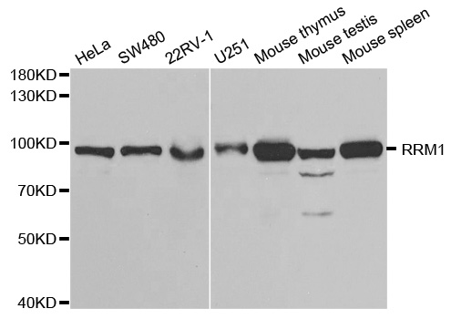 R1 / RRM1 Antibody - Western blot analysis of extracts of various cell lines, using RRM1 antibody.