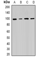 R1 / RRM1 Antibody - Western blot analysis of RRM1 expression in HeLa (A); SW480 (B); mouse testis (C); mouse spleen (D) whole cell lysates.