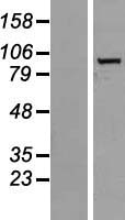 R3HCC1L / C10orf28 Protein - Western validation with an anti-DDK antibody * L: Control HEK293 lysate R: Over-expression lysate