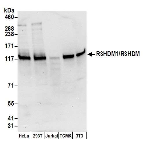 R3HDM1 Antibody - Detection of human and mouse R3HDM1/R3HDM by western blot. Samples: Whole cell lysate (50 µg) from HeLa, HEK293T, Jurkat, mouse TCMK-1, and mouse NIH 3T3 cells prepared using NETN lysis buffer. Antibody: Affinity purified rabbit anti-R3HDM1/R3HDM antibody used for WB at 0.1 µg/ml. Detection: Chemiluminescence with an exposure time of 30 seconds.