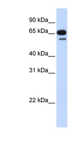R3HDM2 Antibody - R3HDM2 antibody Western blot of 293T cell lysate. This image was taken for the unconjugated form of this product. Other forms have not been tested.