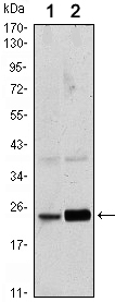 RAB10 Antibody - Western blot using Rab10 mouse monoclonal antibody against HeLa (1) and NIH/3T3 (2) cell lysate.