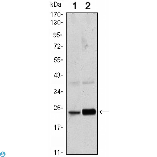RAB10 Antibody - Western Blot (WB) analysis using Rab 10 Monoclonal Antibody against HeLa (1) and NIH/3T3 (2) cell lysate.