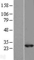 RAB10 Protein - Western validation with an anti-DDK antibody * L: Control HEK293 lysate R: Over-expression lysate