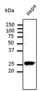 Rab11 Antibody - Western blot. Anti-Rab11 antibody at 1:500 dilution. Hepa cell line lysates at 100 ug per lane. Rabbit polyclonal to goat IgG (HRP) at 1:10000 dilution.