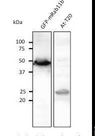RAB11B Antibody - Anti-Rab11b antibody at 1:500 dilution. HEK293 transduced with GFP Rab11b lentivirus and AT-202 cell line. Lysates at 100 ug per lane. Rabbit polyclonal to goat IgG (HRP) at 1:10000 dilution.