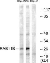 RAB11B Antibody - Western blot analysis of extracts from HepG2 cells and 293 cells, using RAB11B antibody.