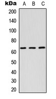 RAB11FIP1 Antibody - Western blot analysis of RAB11FIP1 expression in HEK293T (A); Raw264.7 (B); H9C2 (C) whole cell lysates.