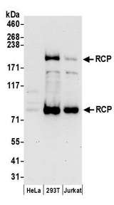 RAB11FIP1 Antibody - Detection of human RCP by western blot. Samples: Whole cell lysate (50 µg) from HeLa, HEK293T, and Jurkat cells prepared using NETN lysis buffer. Antibodies: Affinity purified rabbit anti-RCP antibody used for WB at 0.1 µg/ml. Detection: Chemiluminescence with an exposure time of 30 seconds.
