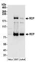 RAB11FIP1 Antibody - Detection of human RCP by western blot. Samples: Whole cell lysate (50 µg) from HeLa, HEK293T, and Jurkat cells prepared using NETN lysis buffer. Antibodies: Affinity purified rabbit anti-RCP antibody used for WB at 0.1 µg/ml. Detection: Chemiluminescence with an exposure time of 30 seconds.