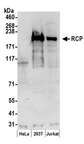 RAB11FIP1 Antibody - Detection of human RCP by western blot. Samples: Whole cell lysate (50 µg) from HeLa, HEK293T, and Jurkat cells prepared using NETN lysis buffer. Antibodies: Affinity purified rabbit anti-RCP antibody used for WB at 0.1 µg/ml. Detection: Chemiluminescence with an exposure time of 3 minutes.