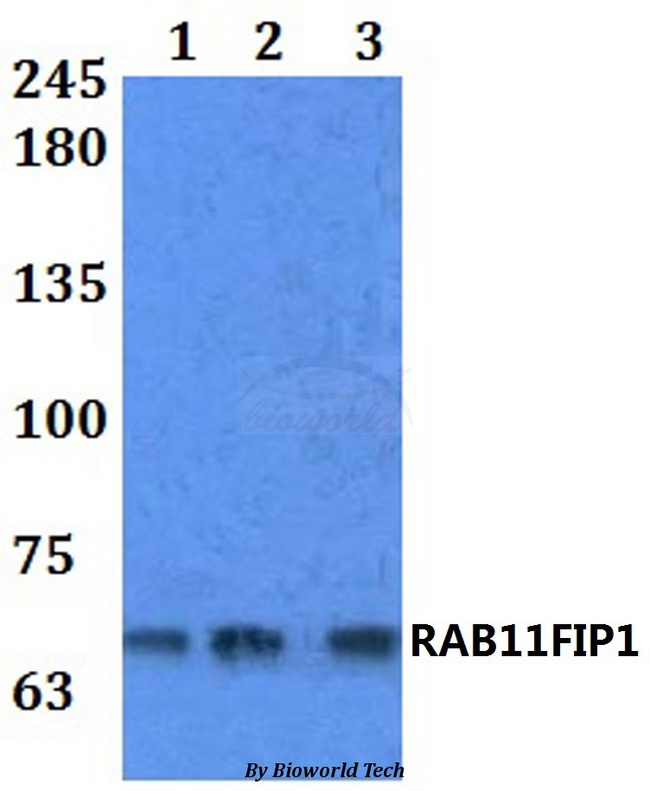 RAB11FIP1 Antibody - Western blot of RAB11FIP1 antibody at 1:500 dilution. Lane 1: HEK293T whole cell lysate. Lane 2: Raw264.7 whole cell lysate. Lane 3: H9C2 whole cell lysate.