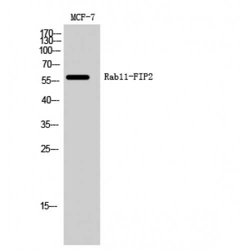 RAB11FIP2 / Rab11-FIP2 Antibody - Western blot of Rab11-FIP2 antibody