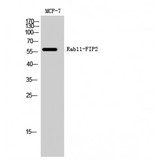 RAB11FIP2 / Rab11-FIP2 Antibody - Western blot of Rab11-FIP2 antibody