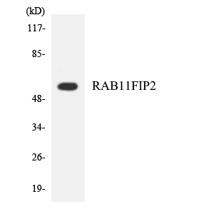 RAB11FIP2 / Rab11-FIP2 Antibody - Western blot analysis of the lysates from HepG2 cells using RAB11FIP2 antibody.