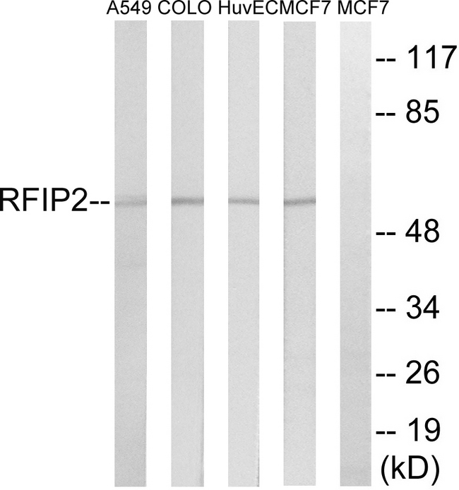 RAB11FIP2 / Rab11-FIP2 Antibody - Western blot analysis of lysates from MCF-7, HUVEC, A549, and COLO cells, using RAB11FIP2 Antibody. The lane on the right is blocked with the synthesized peptide.