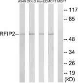 RAB11FIP2 / Rab11-FIP2 Antibody - Western blot analysis of extracts from A549 cells, COLO cells, HUVEC cells and MCF-7 cells, using RAB11FIP2 antibody.