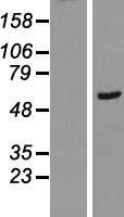 RAB11FIP2 / Rab11-FIP2 Protein - Western validation with an anti-DDK antibody * L: Control HEK293 lysate R: Over-expression lysate