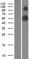 RAB11FIP3 Protein - Western validation with an anti-DDK antibody * L: Control HEK293 lysate R: Over-expression lysate