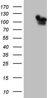 RAB11FIP4 / RAB11-FIP4 Antibody - HEK293T cells were transfected with the pCMV6-ENTRY control. (Left lane) or pCMV6-ENTRY RAB11FIP4. (Right lane) cDNA for 48 hrs and lysed. Equivalent amounts of cell lysates. (5 ug per lane) were separated by SDS-PAGE and immunoblotted with anti-RAB11FIP4. (1:2000)