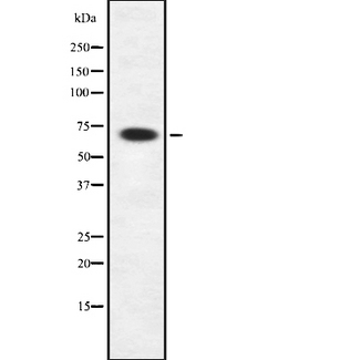 RAB11FIP4 / RAB11-FIP4 Antibody - Western blot analysis of Rab11-FIP4 using HepG2 whole cells lysates
