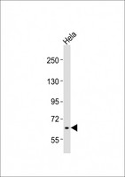 RAB11FIP5 / RIP11 Antibody - Anti-RAB11FIP5 Antibody at 1:2000 dilution + HeLa whole cell lysates Lysates/proteins at 20 ug per lane. Secondary Goat Anti-Rabbit IgG, (H+L), Peroxidase conjugated at 1/10000 dilution Predicted band size : 70 kDa Blocking/Dilution buffer: 5% NFDM/TBST.