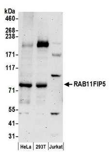 RAB11FIP5 / RIP11 Antibody - Detection of human RAB11FIP5 by western blot. Samples: Whole cell lysate (50 µg) from HeLa, HEK293T, and Jurkat cells prepared using NETN lysis buffer. Antibodies: Affinity purified rabbit anti-RAB11FIP5 antibody used for WB at 0.4 µg/ml. Detection: Chemiluminescence with an exposure time of 3 minutes.