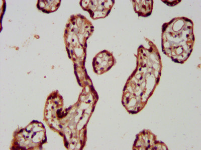 RAB11FIP5 / RIP11 Antibody - Immunohistochemistry image at a dilution of 1:400 and staining in paraffin-embedded human placenta tissue performed on a Leica BondTM system. After dewaxing and hydration, antigen retrieval was mediated by high pressure in a citrate buffer (pH 6.0) . Section was blocked with 10% normal goat serum 30min at RT. Then primary antibody (1% BSA) was incubated at 4 °C overnight. The primary is detected by a biotinylated secondary antibody and visualized using an HRP conjugated SP system.