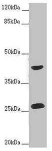 RAB12 Antibody - Western blot All Lanes :RAB12 antibody at 2 ug/ml+Hela whole cell lysate Secondary Goat polyclonal to rabbit at 1/10000 dilution Predicted band size: 27 kDa Observed band size: 27,42 kDa