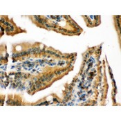 RAB13 Antibody - RAB13 antibody IHC-paraffin. IHC(P): Mouse Intestine Tissue.