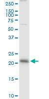 RAB13 Antibody - RAB13 monoclonal antibody (M01), clone 8H8. Western Blot analysis of RAB13 expression in A-431.