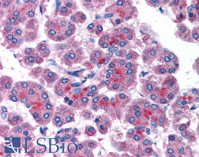 RAB14 Antibody - Anti-RAB14 antibody IHC of human pancreas. Immunohistochemistry of formalin-fixed, paraffin-embedded tissue after heat-induced antigen retrieval. Antibody concentration 5 ug/ml.  This image was taken for the unconjugated form of this product. Other forms have not been tested.