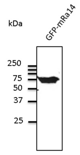 RAB14 Antibody - Western blot. Anti-Rab14 antibody at 1:500 dilution. Lysates at 50 ug per lane. Rabbit polyclonal to goat IgG (HRP) at 1:10000 dilution.