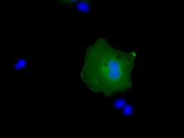 RAB17 Antibody - Anti-RAB17 mouse monoclonal antibody  immunofluorescent staining of COS7 cells transiently transfected by pCMV6-ENTRY RAB17.