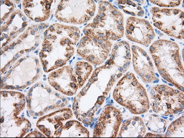 RAB17 Antibody - IHC of paraffin-embedded Human Kidney tissue using anti-RAB17 mouse monoclonal antibody. (Dilution 1:50).